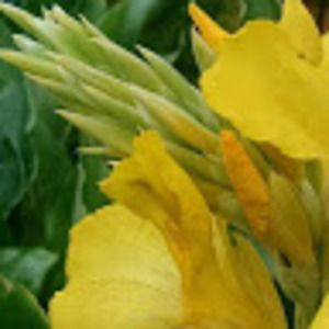 Meet your Posher, Dawn